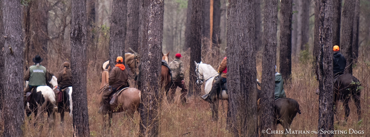 Field trial riders following a trail through pine woods